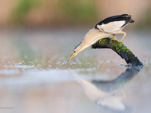 Bączek (ang. Little Bittern, łac. Ixobrychus minutus) - 6202- Fotografia Przyrodnicza - WlodekSmardz.pl