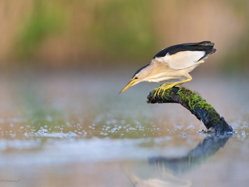 Bączek (ang. Little Bittern, łac. Ixobrychus minutus) - 6258- Fotografia Przyrodnicza - WlodekSmardz.pl