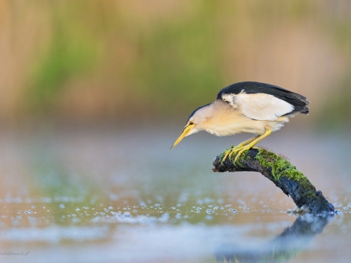 Bączek (ang. Little Bittern, łac. Ixobrychus minutus) - 6278- Fotografia Przyrodnicza - WlodekSmardz.pl