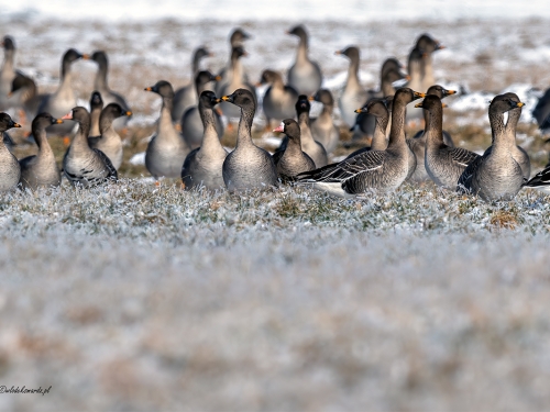 Gęś zbożowa (ang. Tundra Bean Goose, łac. Anser fabalis) - 8800- Fotografia Przyrodnicza - WlodekSmardz.pl