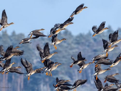 Gęś zbożowa (ang. Tundra Bean Goose, łac. Anser fabalis) - 8825- Fotografia Przyrodnicza - WlodekSmardz.pl