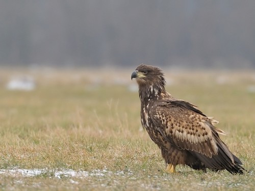 Bielik (ang. White-tailed Eagle, łac. Haliaeetus albicilla)- Fotografia Przyrodnicza - WlodekSmardz.pl
