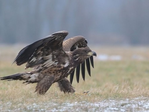 Bielik (ang. White-tailed Eagle, łac. Haliaeetus albicilla)- Fotografia Przyrodnicza - WlodekSmardz.pl