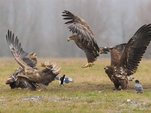 Bielik (ang. White-tailed Eagle, łac. Haliaeetus albicilla)- Fotografia Przyrodnicza - WlodekSmardz.pl