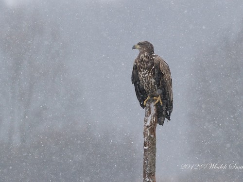 Bielik (ang. White-tailed Eagle, łac. Haliaeetus albicilla)- Fotografia Przyrodnicza - WlodekSmardz.pl