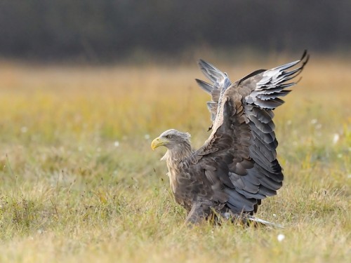 Bielik (ang. White-tailed Eagle, łac. Haliaeetus albicilla) - 3423- Fotografia Przyrodnicza - WlodekSmardz.pl