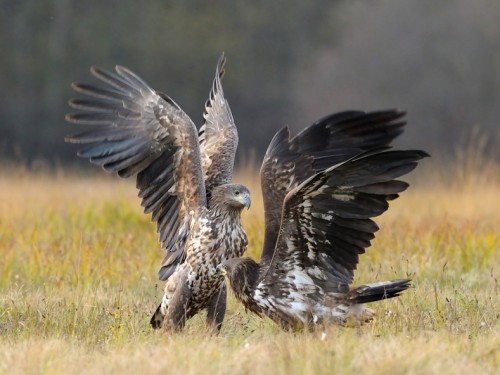 Bielik (ang. White-tailed Eagle, łac. Haliaeetus albicilla) - 3548- Fotografia Przyrodnicza - WlodekSmardz.pl