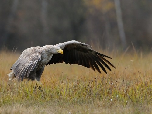 Bielik (ang. White-tailed Eagle, łac. Haliaeetus albicilla) - 3772- Fotografia Przyrodnicza - WlodekSmardz.pl