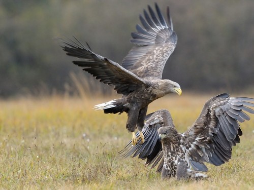 Bielik (ang. White-tailed Eagle, łac. Haliaeetus albicilla) - 3599- Fotografia Przyrodnicza - WlodekSmardz.pl