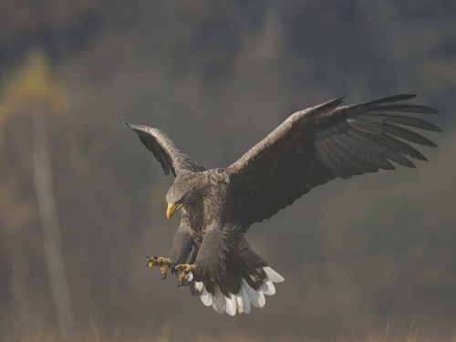 Bielik (ang. White-tailed Eagle, łac. Haliaeetus albicilla) - 4259- Fotografia Przyrodnicza - WlodekSmardz.pl