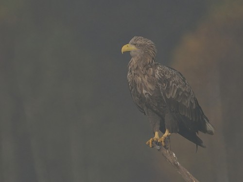 Bielik (ang. White-tailed Eagle, łac. Haliaeetus albicilla) - 4194- Fotografia Przyrodnicza - WlodekSmardz.pl