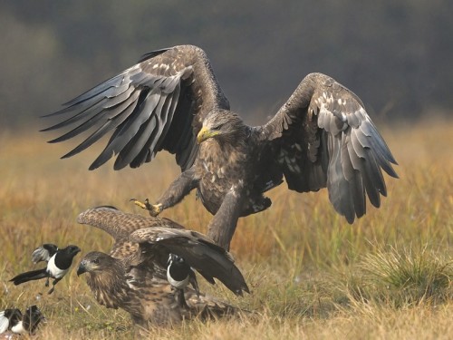 Bielik (ang. White-tailed Eagle, łac. Haliaeetus albicilla) - 4298- Fotografia Przyrodnicza - WlodekSmardz.pl