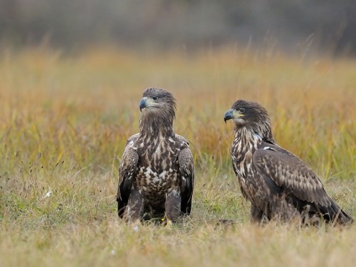 Bielik (ang. White-tailed Eagle, łac. Haliaeetus albicilla) - 3643- Fotografia Przyrodnicza - WlodekSmardz.pl