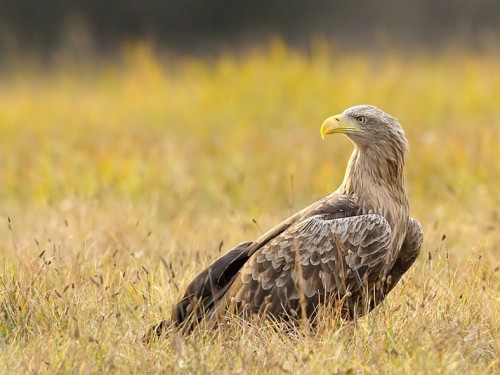 Bielik (ang. White-tailed Eagle, łac. Haliaeetus albicilla) - 3219- Fotografia Przyrodnicza - WlodekSmardz.pl