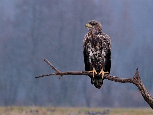 Bielik (ang. White-tailed Eagle, łac. Haliaeetus albicilla) - 2677- Fotografia Przyrodnicza - WlodekSmardz.pl