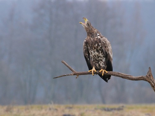 Bielik (ang. White-tailed Eagle, łac. Haliaeetus albicilla) - 3053- Fotografia Przyrodnicza - WlodekSmardz.pl