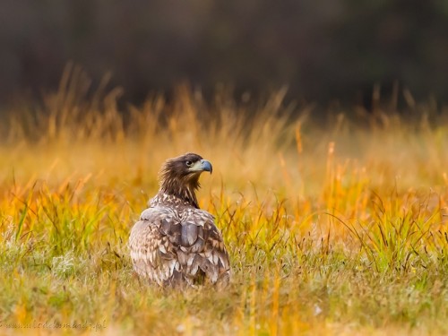 Bielik (ang. White-tailed Eagle, łac. Haliaeetus albicilla) - 3924- Fotografia Przyrodnicza - WlodekSmardz.pl