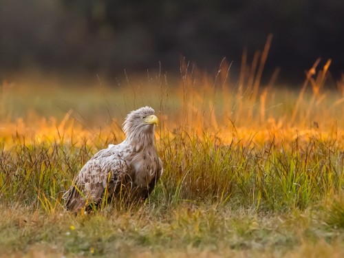 Bielik (ang. White-tailed Eagle, łac. Haliaeetus albicilla) - 3919- Fotografia Przyrodnicza - WlodekSmardz.pl
