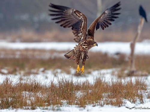 Bielik (ang. White-tailed Eagle, łac. Haliaeetus albicilla) - 1806- Fotografia Przyrodnicza - WlodekSmardz.pl