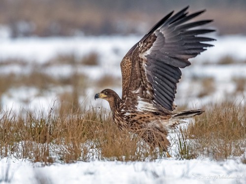 Bielik (ang. White-tailed Eagle, łac. Haliaeetus albicilla) - 0359- Fotografia Przyrodnicza - WlodekSmardz.pl