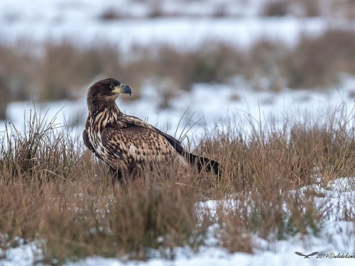 Bielik (ang. White-tailed Eagle, łac. Haliaeetus albicilla) - 0341- Fotografia Przyrodnicza - WlodekSmardz.pl