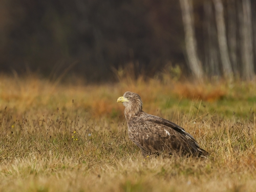 Bielik (ang. White-tailed Eagle, łac. Haliaeetus albicilla) - 4282- Fotografia Przyrodnicza - WlodekSmardz.pl