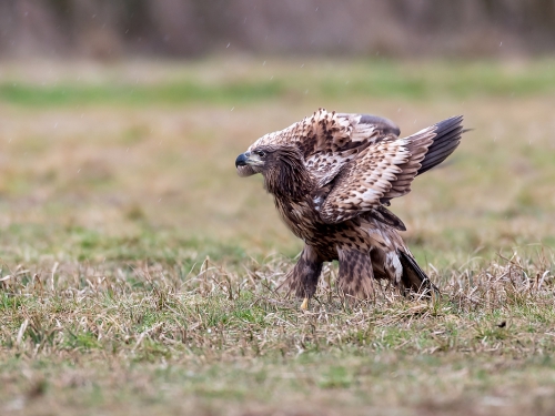 Bielik (ang. White-tailed Eagle, łac. Haliaeetus albicilla) - 5161- Fotografia Przyrodnicza - WlodekSmardz.pl