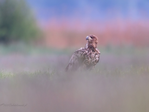Bielik (ang. White-tailed Eagle, łac. Haliaeetus albicilla) - 8185- Fotografia Przyrodnicza - WlodekSmardz.pl