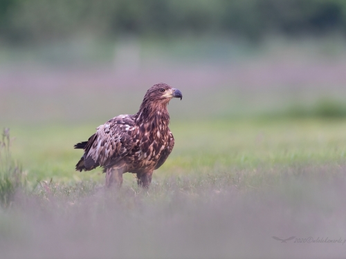 Bielik (ang. White-tailed Eagle, łac. Haliaeetus albicilla) - 8366- Fotografia Przyrodnicza - WlodekSmardz.pl