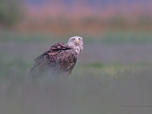 Bielik (ang. White-tailed Eagle, łac. Haliaeetus albicilla) - 8510- Fotografia Przyrodnicza - WlodekSmardz.pl