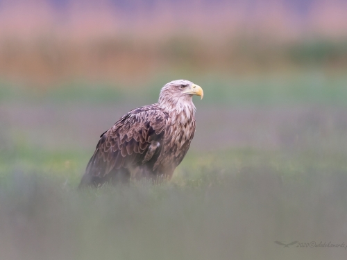 Bielik (ang. White-tailed Eagle, łac. Haliaeetus albicilla) - 8477- Fotografia Przyrodnicza - WlodekSmardz.pl