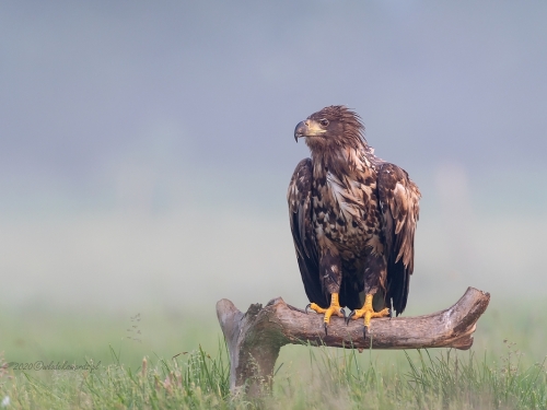 Bielik (ang. White-tailed Eagle, łac. Haliaeetus albicilla) - 9404- Fotografia Przyrodnicza - WlodekSmardz.pl