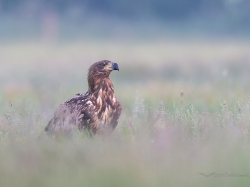 Bielik (ang. White-tailed Eagle, łac. Haliaeetus albicilla) - 9445- Fotografia Przyrodnicza - WlodekSmardz.pl