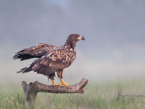 Bielik (ang. White-tailed Eagle, łac. Haliaeetus albicilla) - 9409- Fotografia Przyrodnicza - WlodekSmardz.pl