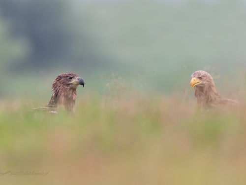 Bielik (ang. White-tailed Eagle, łac. Haliaeetus albicilla) - 9947- Fotografia Przyrodnicza - WlodekSmardz.pl