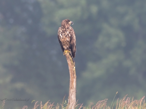 Bielik (ang. White-tailed Eagle, łac. Haliaeetus albicilla) - 9780- Fotografia Przyrodnicza - WlodekSmardz.pl