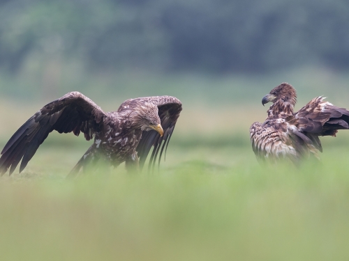 Bielik (ang. White-tailed Eagle, łac. Haliaeetus albicilla) - 9974- Fotografia Przyrodnicza - WlodekSmardz.pl