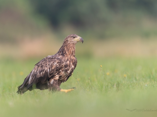 Bielik (ang. White-tailed Eagle, łac. Haliaeetus albicilla) - 0853- Fotografia Przyrodnicza - WlodekSmardz.pl
