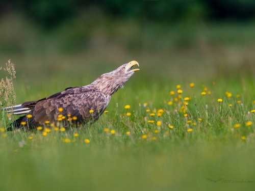 Bielik (ang. White-tailed Eagle, łac. Haliaeetus albicilla) - 0114- Fotografia Przyrodnicza - WlodekSmardz.pl