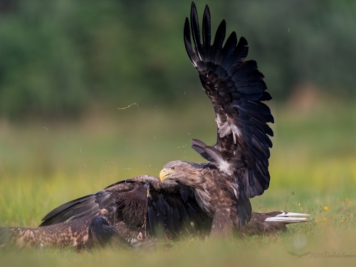 Bielik (ang. White-tailed Eagle, łac. Haliaeetus albicilla) - 1997- Fotografia Przyrodnicza - WlodekSmardz.pl