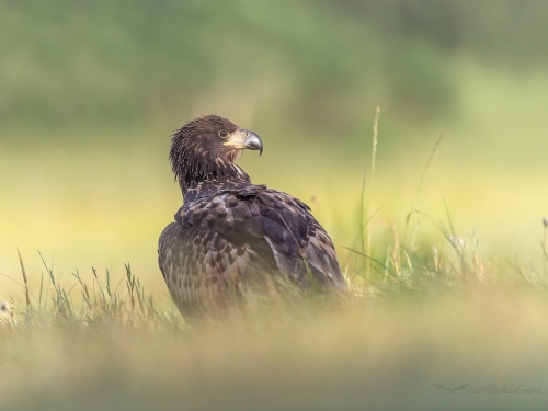 Bielik (ang. White-tailed Eagle, łac. Haliaeetus albicilla) - 1768- Fotografia Przyrodnicza - WlodekSmardz.pl