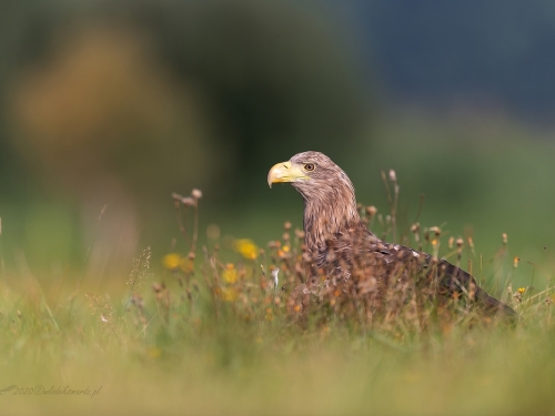 Bielik (ang. White-tailed Eagle, łac. Haliaeetus albicilla) - 3124- Fotografia Przyrodnicza - WlodekSmardz.pl