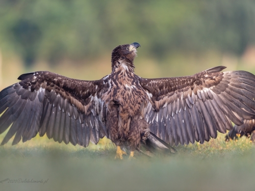Bielik (ang. White-tailed Eagle, łac. Haliaeetus albicilla) - 2947- Fotografia Przyrodnicza - WlodekSmardz.pl