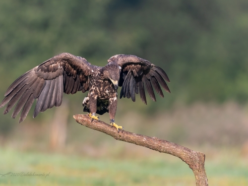 Bielik (ang. White-tailed Eagle, łac. Haliaeetus albicilla) - 0204- Fotografia Przyrodnicza - WlodekSmardz.pl