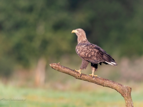 Bielik (ang. White-tailed Eagle, łac. Haliaeetus albicilla) - 0197- Fotografia Przyrodnicza - WlodekSmardz.pl