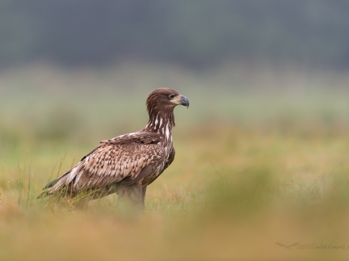 Bielik (ang. White-tailed Eagle, łac. Haliaeetus albicilla) - 3428- Fotografia Przyrodnicza - WlodekSmardz.pl