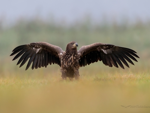 Bielik (ang. White-tailed Eagle, łac. Haliaeetus albicilla) - 3514- Fotografia Przyrodnicza - WlodekSmardz.pl