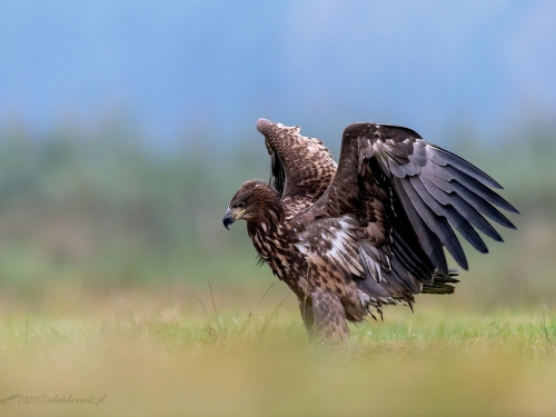 Bielik (ang. White-tailed Eagle, łac. Haliaeetus albicilla) - 3745- Fotografia Przyrodnicza - WlodekSmardz.pl
