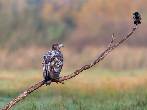 Bielik (ang. White-tailed Eagle, łac. Haliaeetus albicilla) - 3971- Fotografia Przyrodnicza - WlodekSmardz.pl