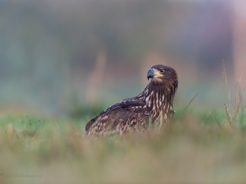 Bielik (ang. White-tailed Eagle, łac. Haliaeetus albicilla) - 3928- Fotografia Przyrodnicza - WlodekSmardz.pl